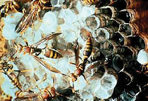 Paper wasps often build umbrella-shaped nests around homes