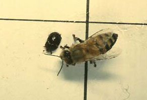 Worker Honey bee and adult small hive beetle.