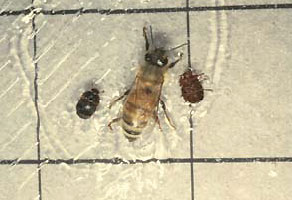 Worker Honey bee and 2 adult small hive beetles.