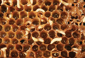 Small hive beetle larvae on comb.