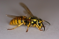 Yellow jackets