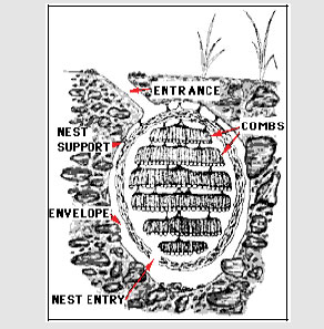 A typical underground yellow jacket nest. Image Source: Washington State University.