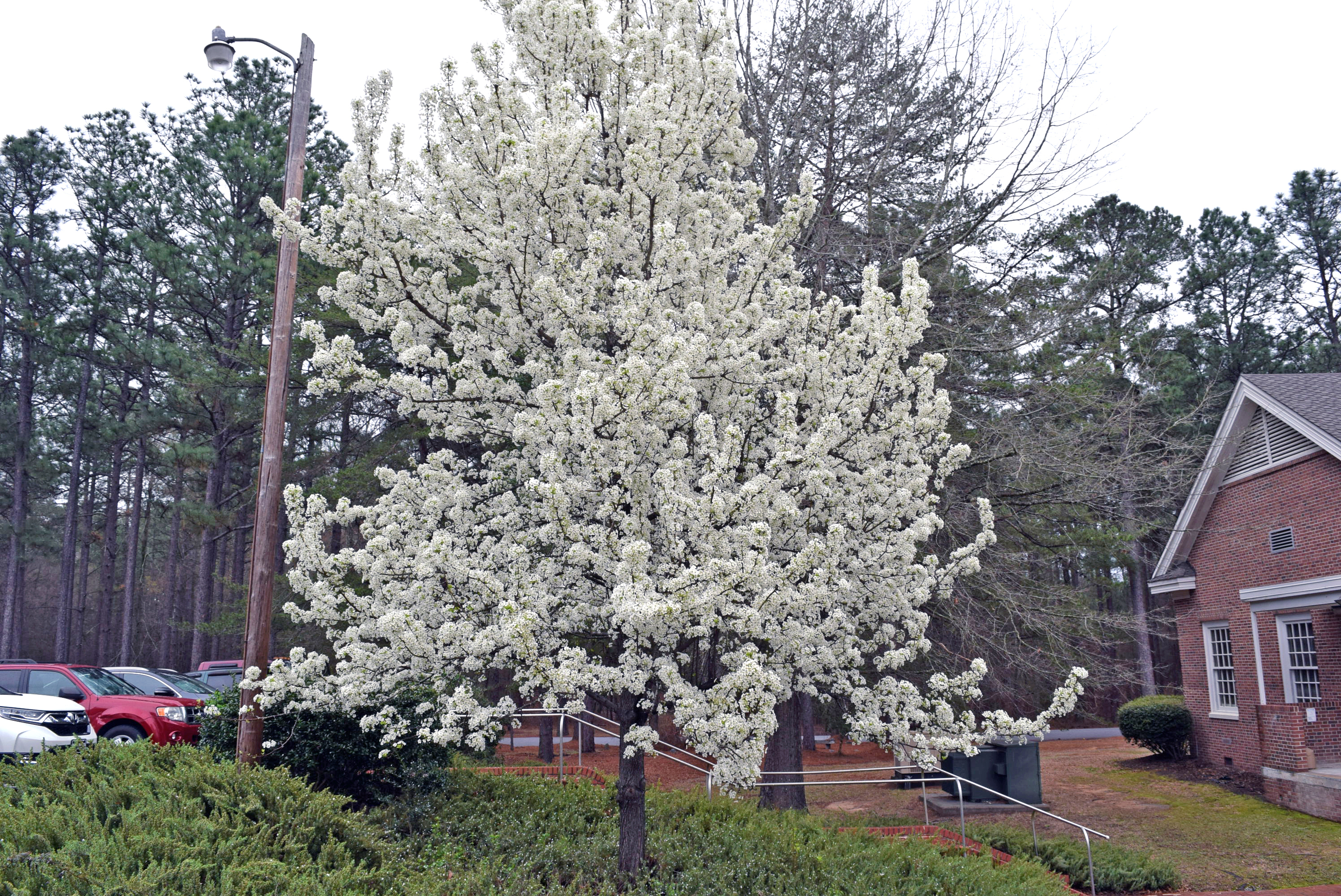 bradford pear in bloom