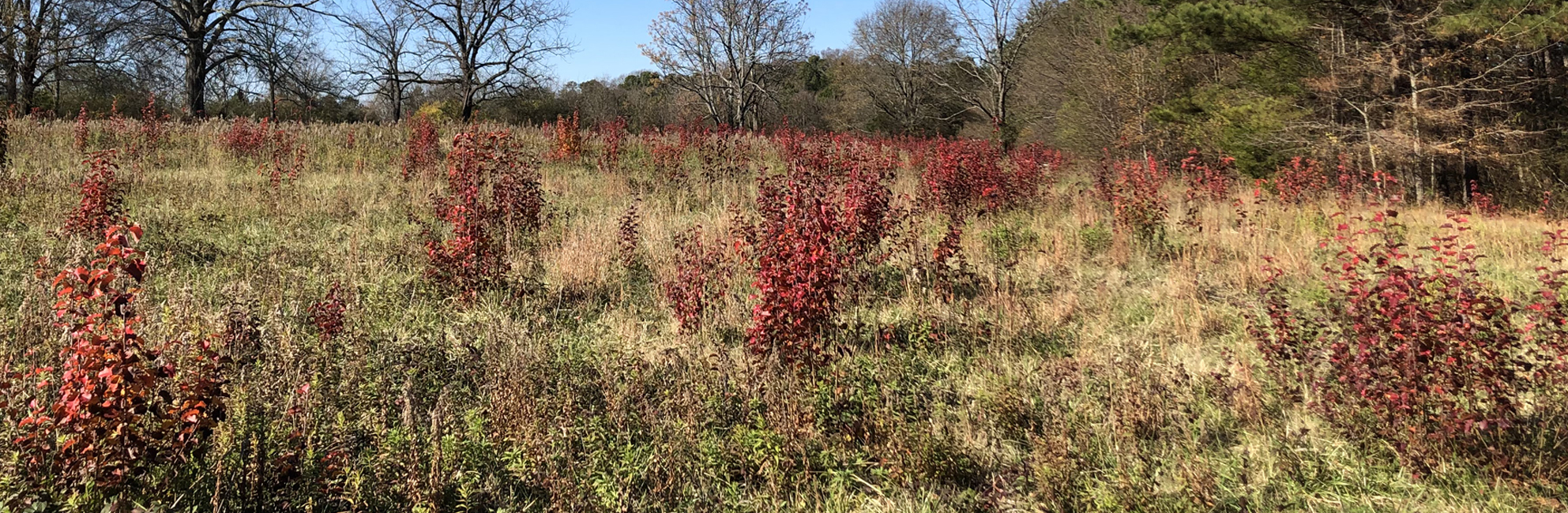 callery pears in a field in the fall