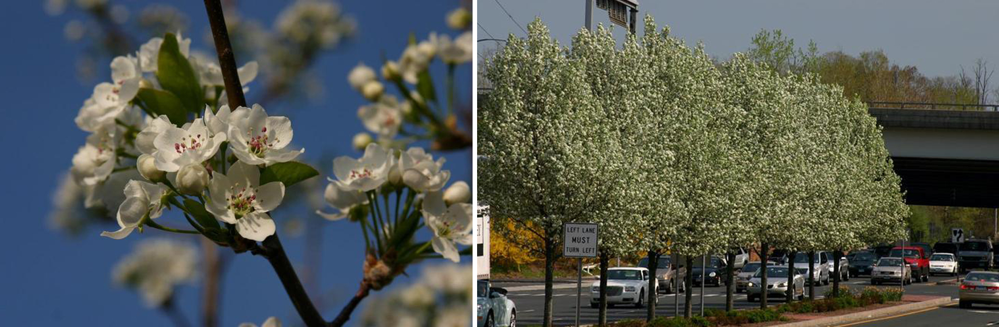 composite image of a flower pear bloom close up and a row of blooming pear trees along a road
