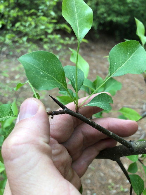 About flowering pears College of Agriculture, Forestry and Life