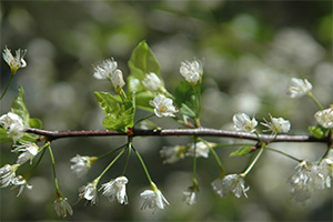 chickasaw plum