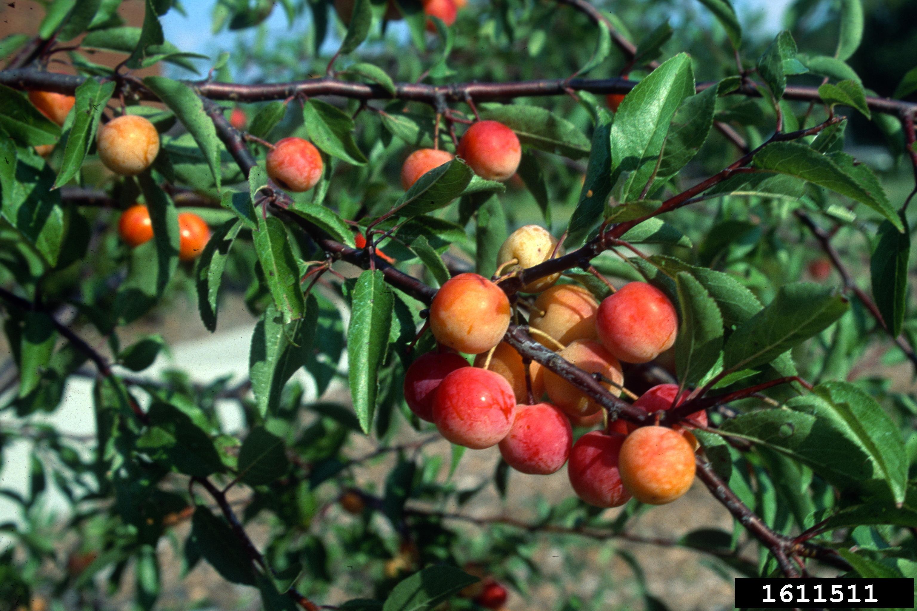 chickasaw plum