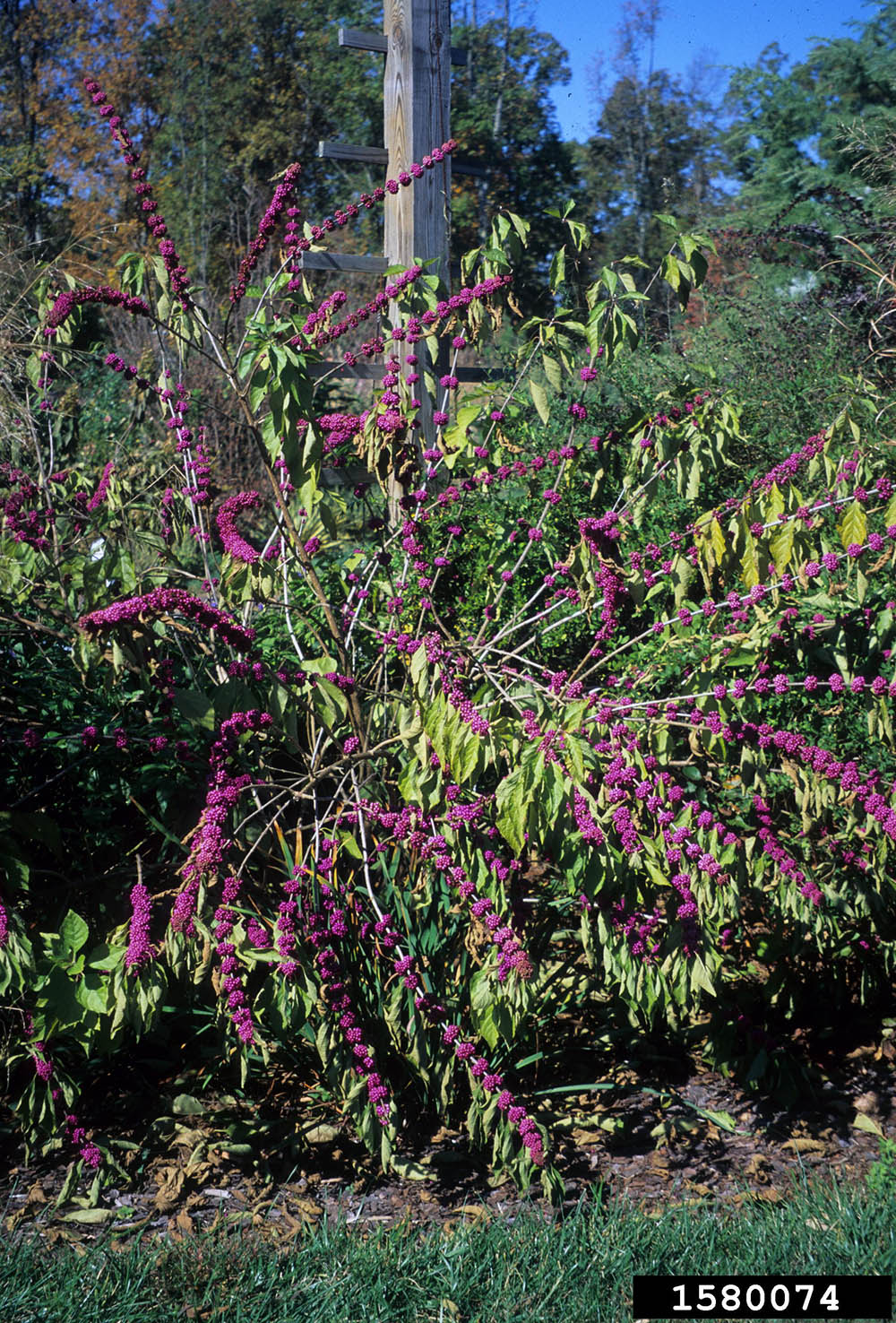 american-beautyberry.jpg