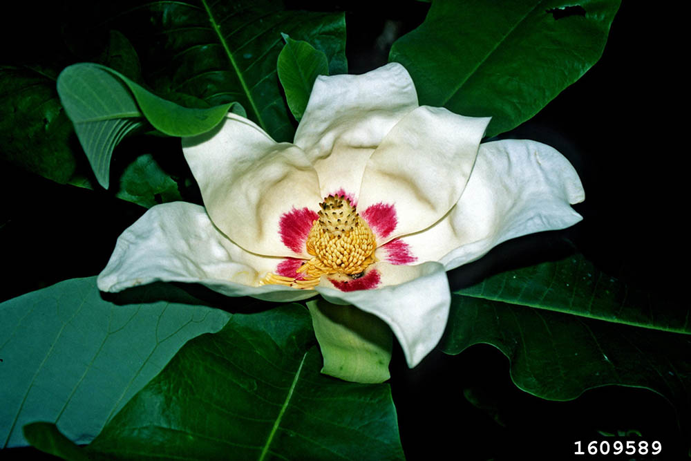 ashemagnolia.jpg