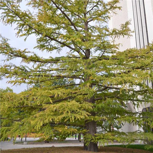 Bald cypress (Taxodium distincthum)