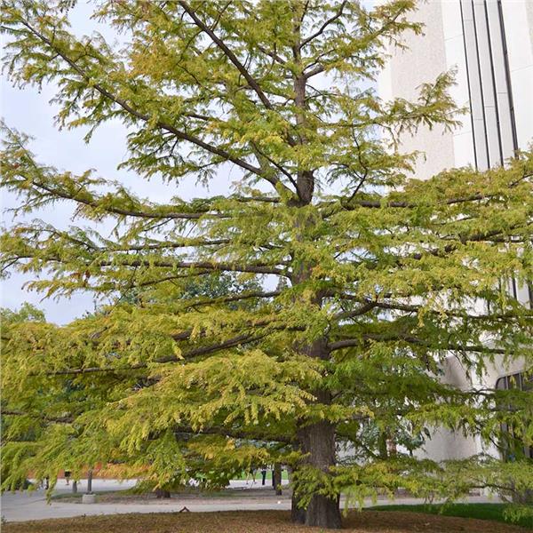 Bald cypress (Taxodium distichum)