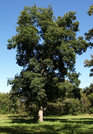 bitternut hickory