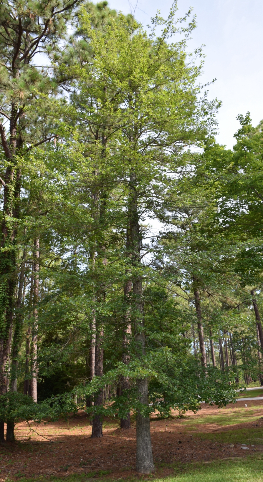 Blackgum curtesy of SC Forestry Commission