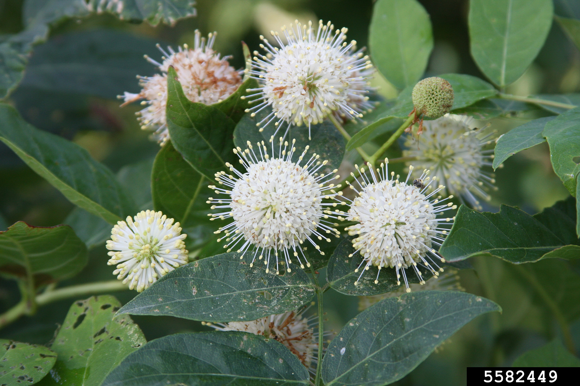 buttonbush