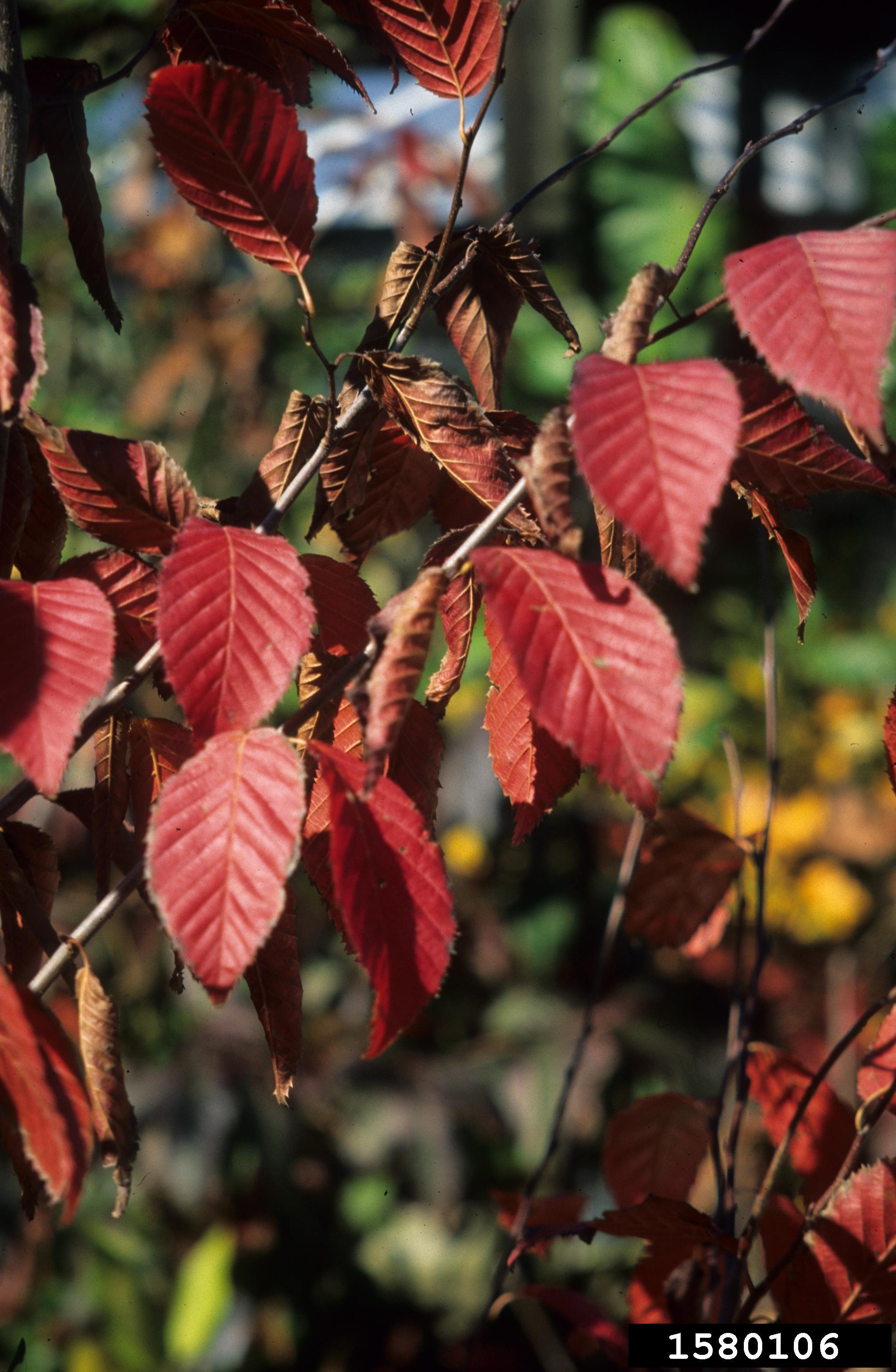 american hornbeam
