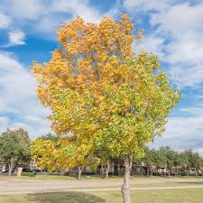 cedar elm