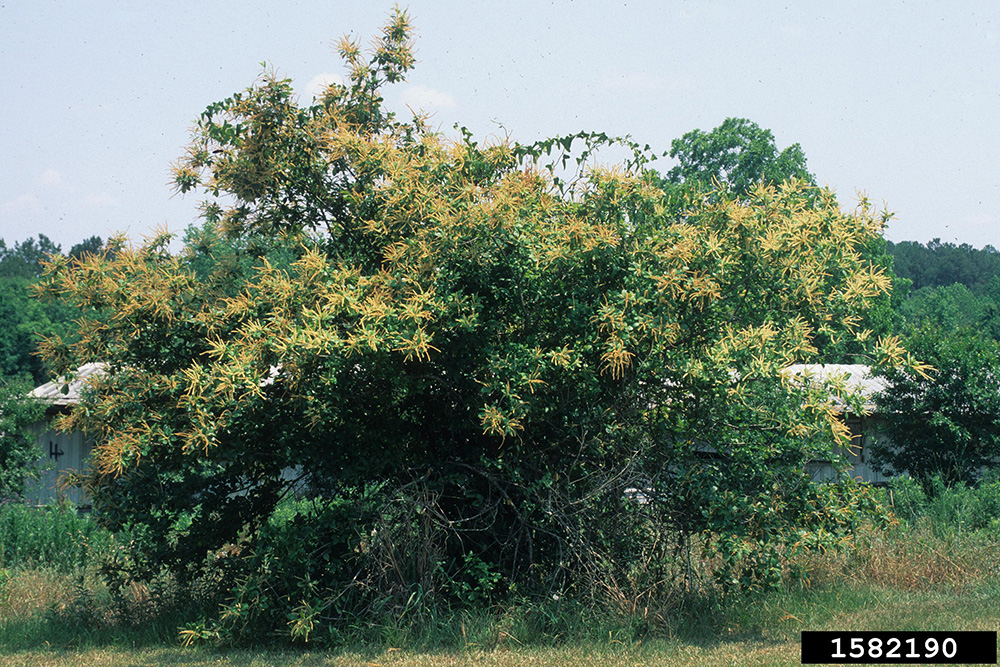 Chinquapin (Castanea pumila)