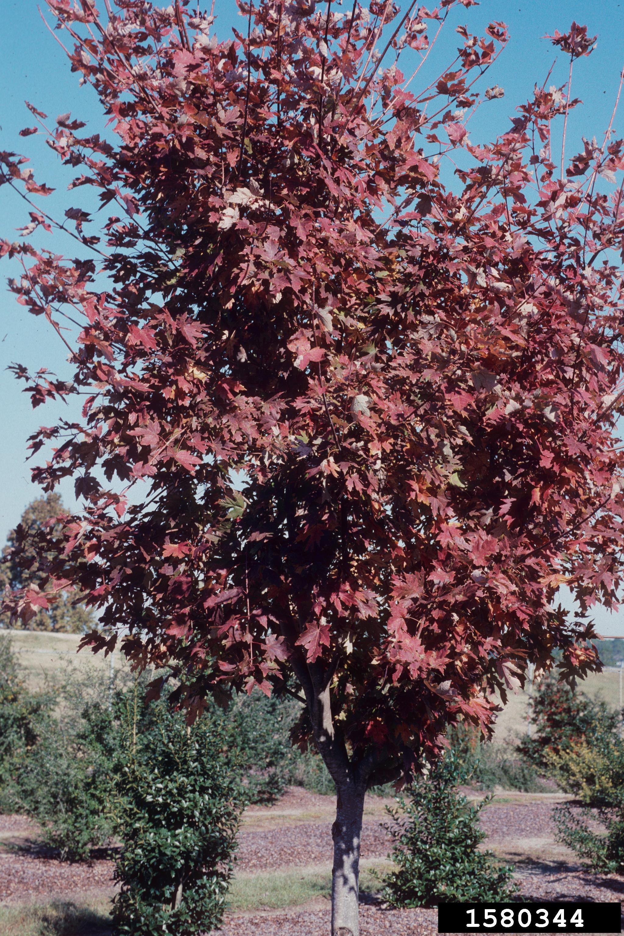 freeman maple