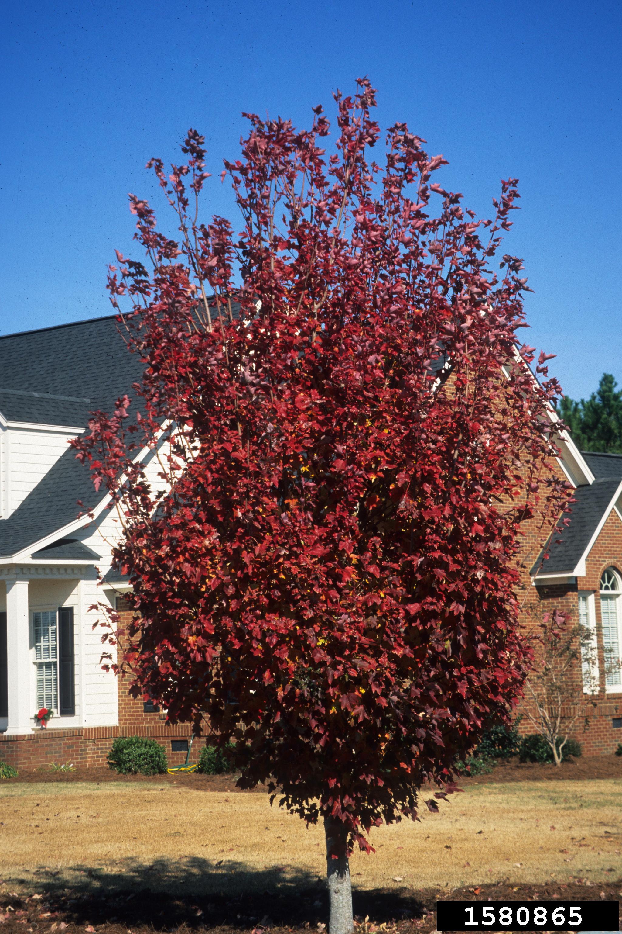 october glory