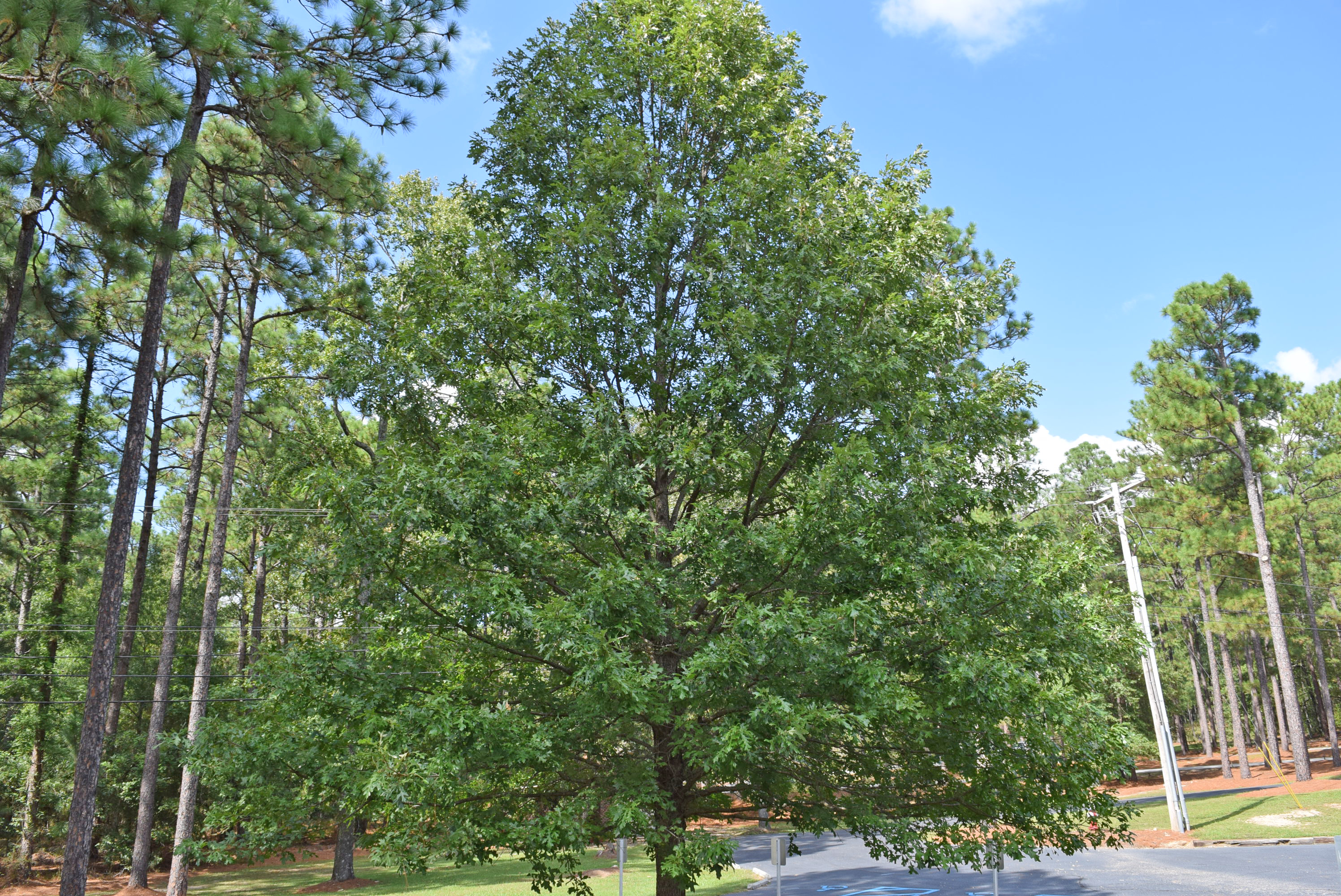 Overcup oak (Quercus lyrata)