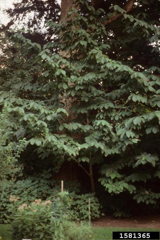 Paw Paw (Asimina triloba)