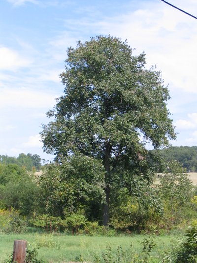 Persimmon (Diospyros virginiana)