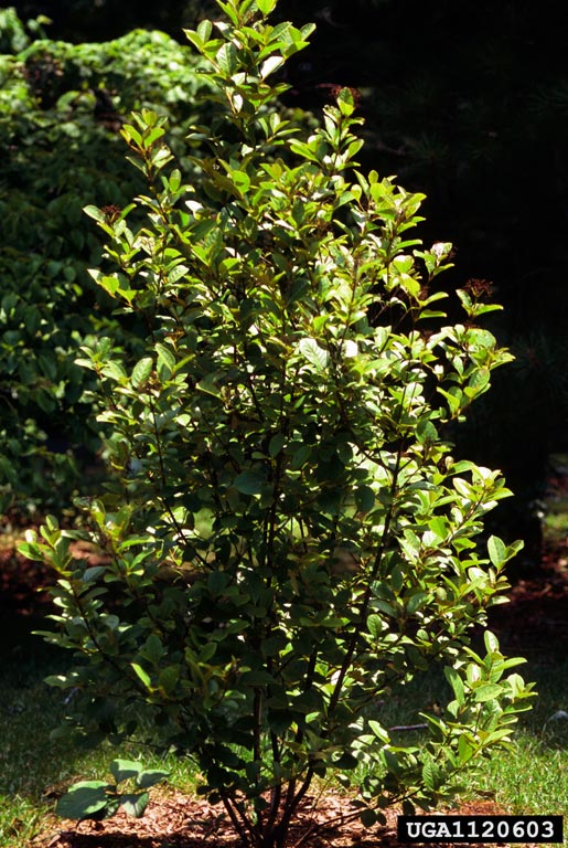 Possumhaw viburnum