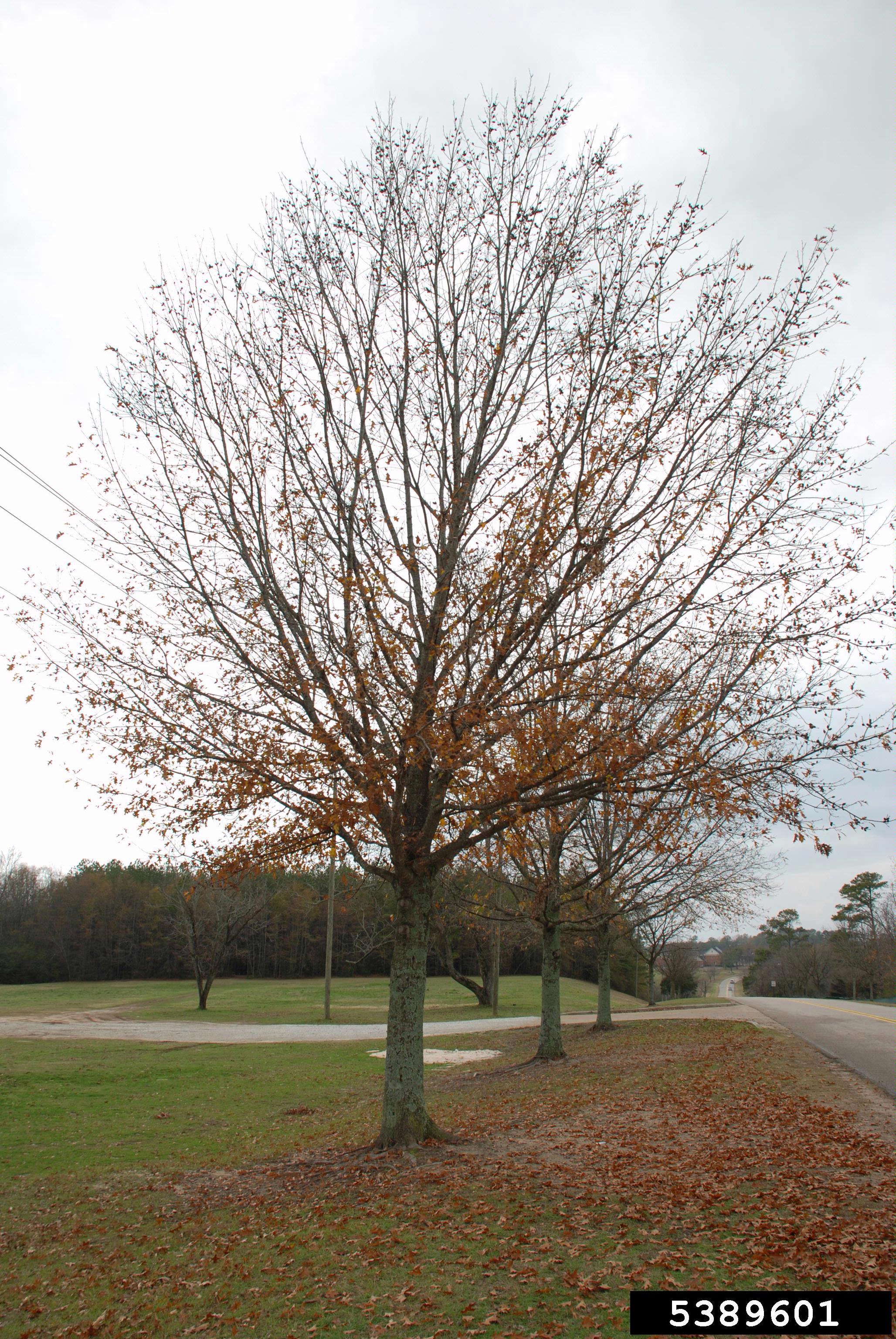 nuttall oak quercus texana