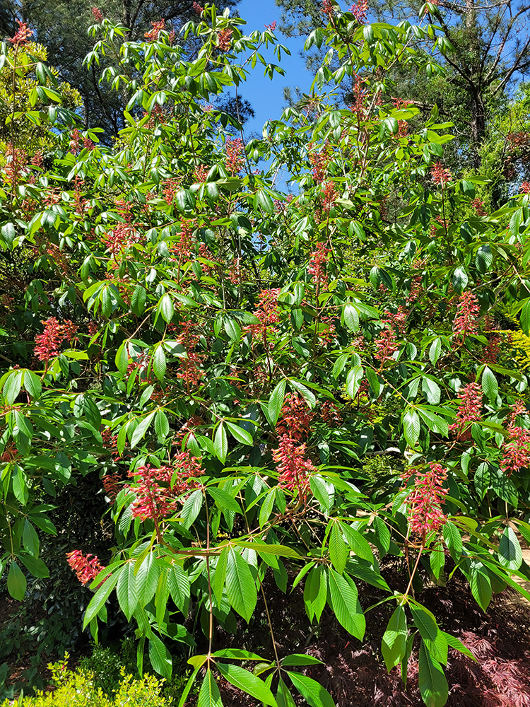 red buckeye