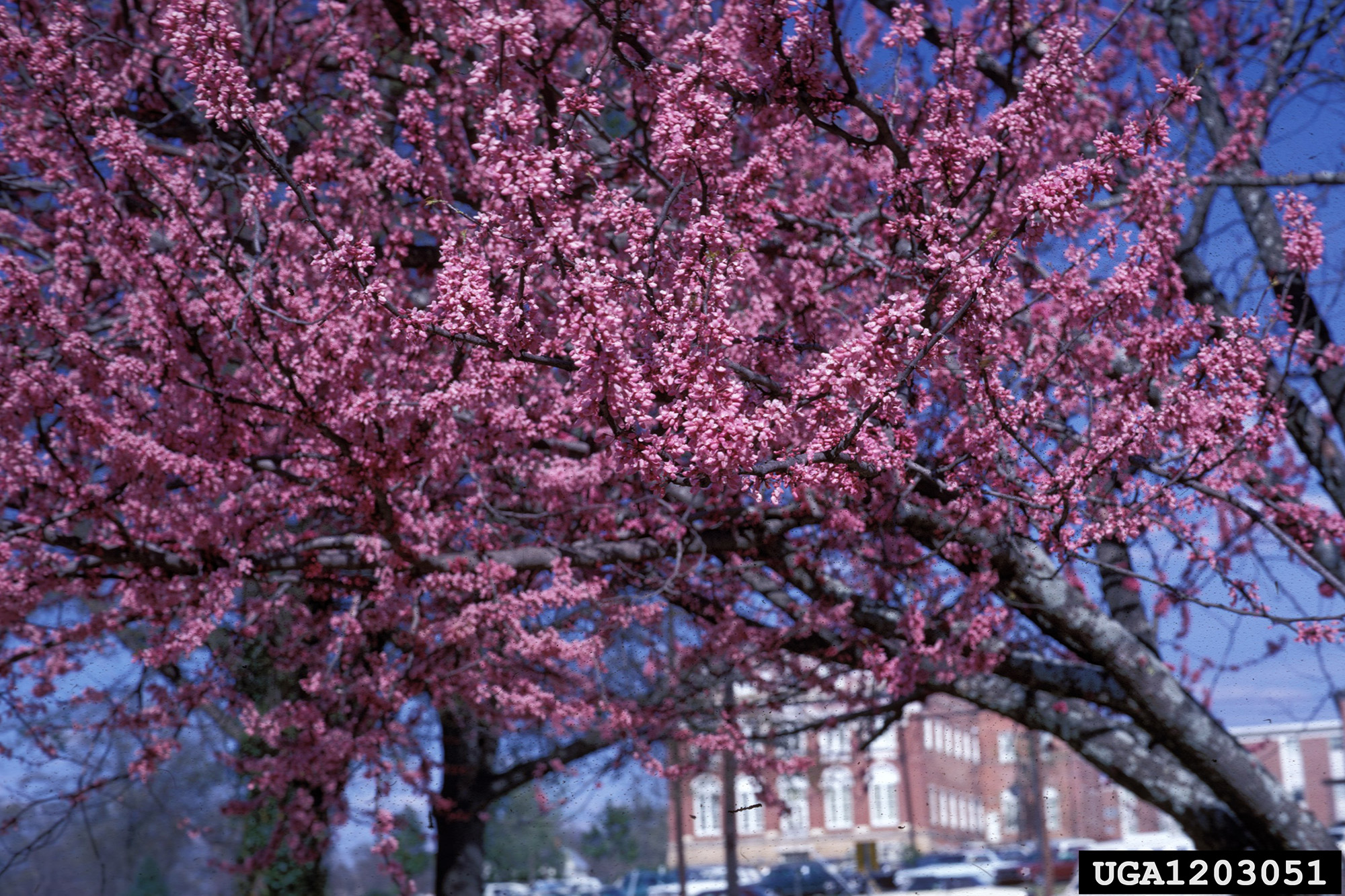 Eastern Redbud (Cercis canadensis)