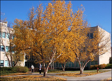 river birch