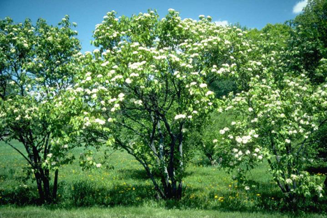 Rusty blackhaw; Photos courtesy of Ed Gilman, University of Florida