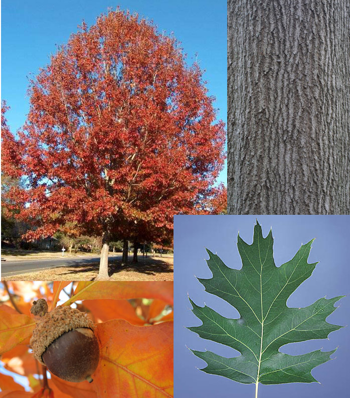 Shumard Oak (Quercus shumardii) Photo courtesy of David Stephens, Bugwood.org