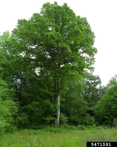 Swamp chestnut oak (Quercus michauxii) Photo courtesy of David Stephens, Bugwood.org