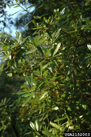 Swamp Titi (Cyrilla racemiflora)