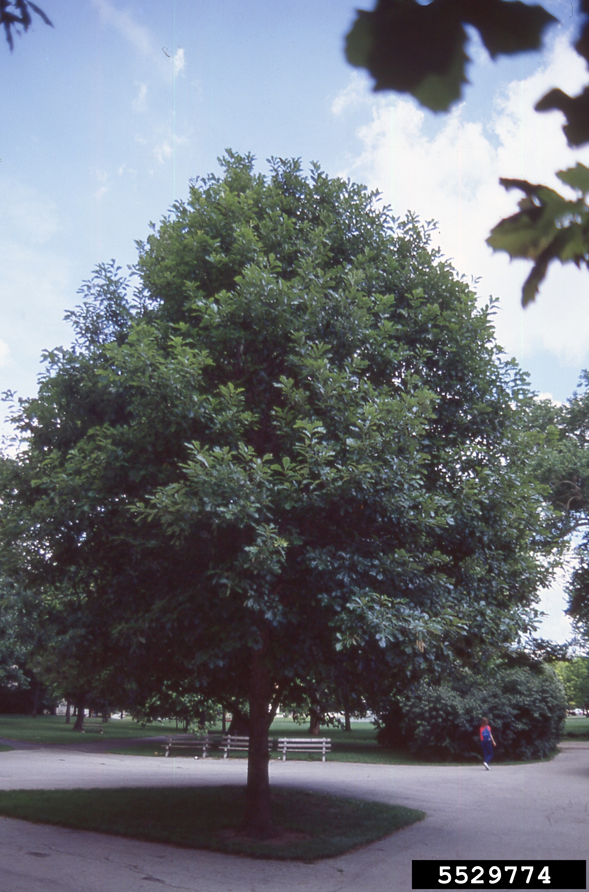 Swamp White oak (Quercus bicolor)
