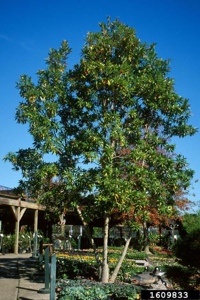 Sweetbay magnolia (Magnolia virginiana) Photo courtesy of John Ruter, University of Georgia, Bugwood.org