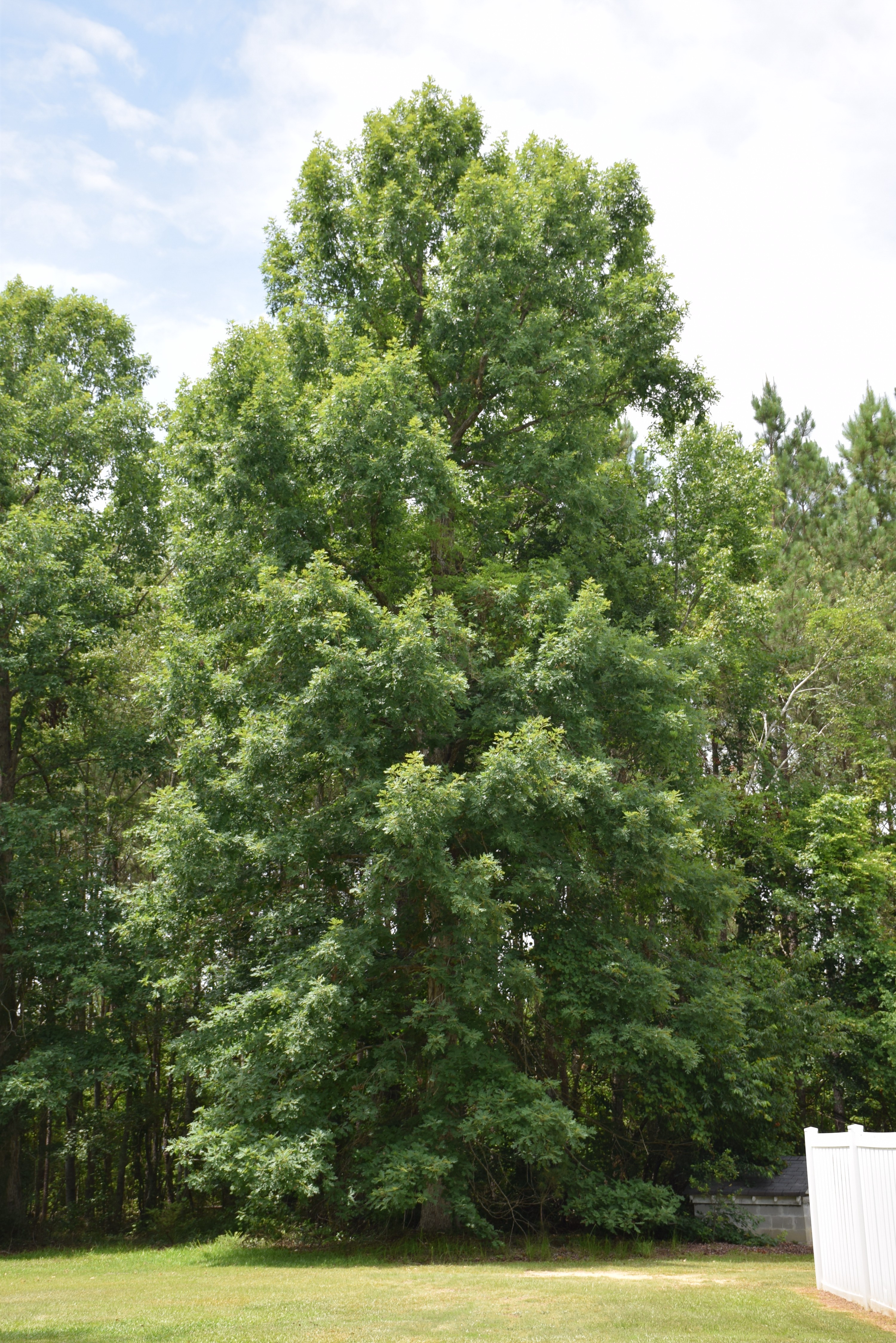 White oak (Quercus alba)