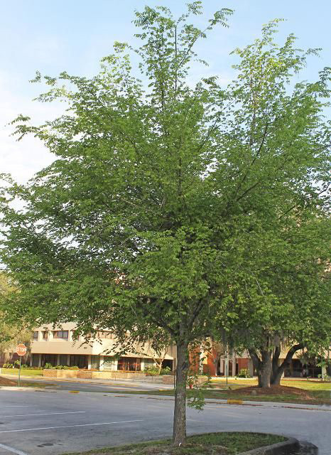 Ulmus alata