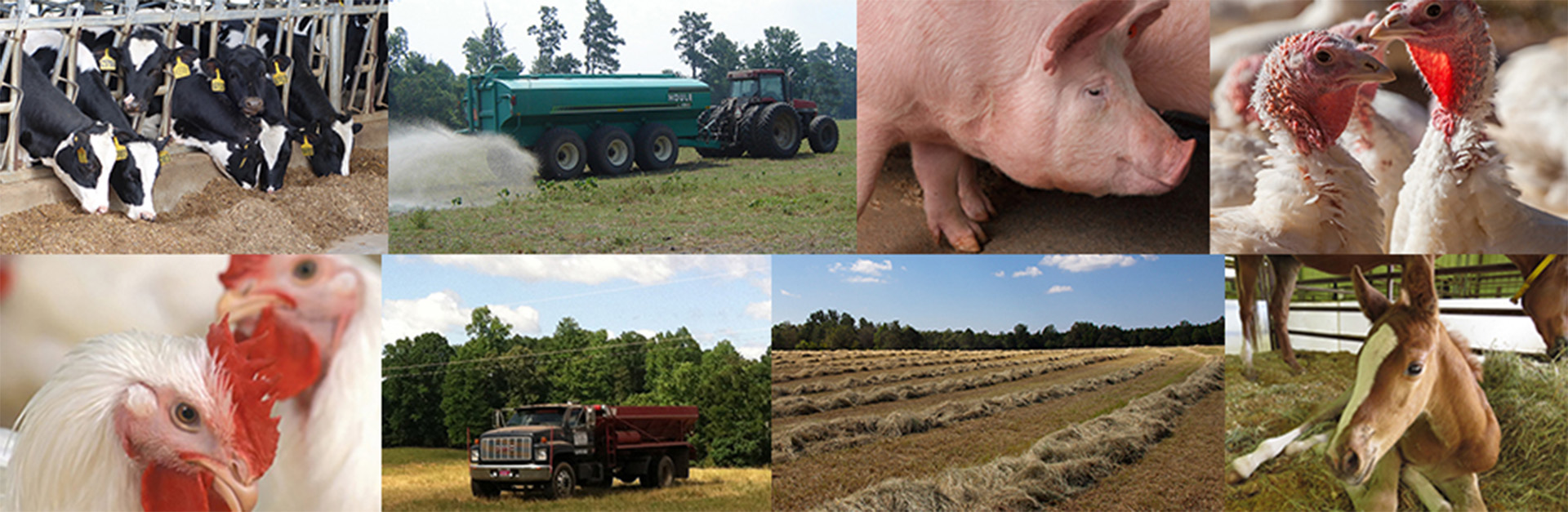 collage of farm animals