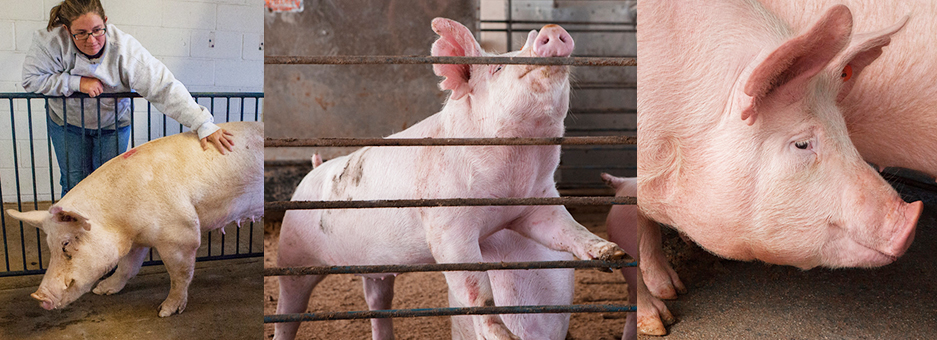 Composite of three images of pigs in swine facilities.