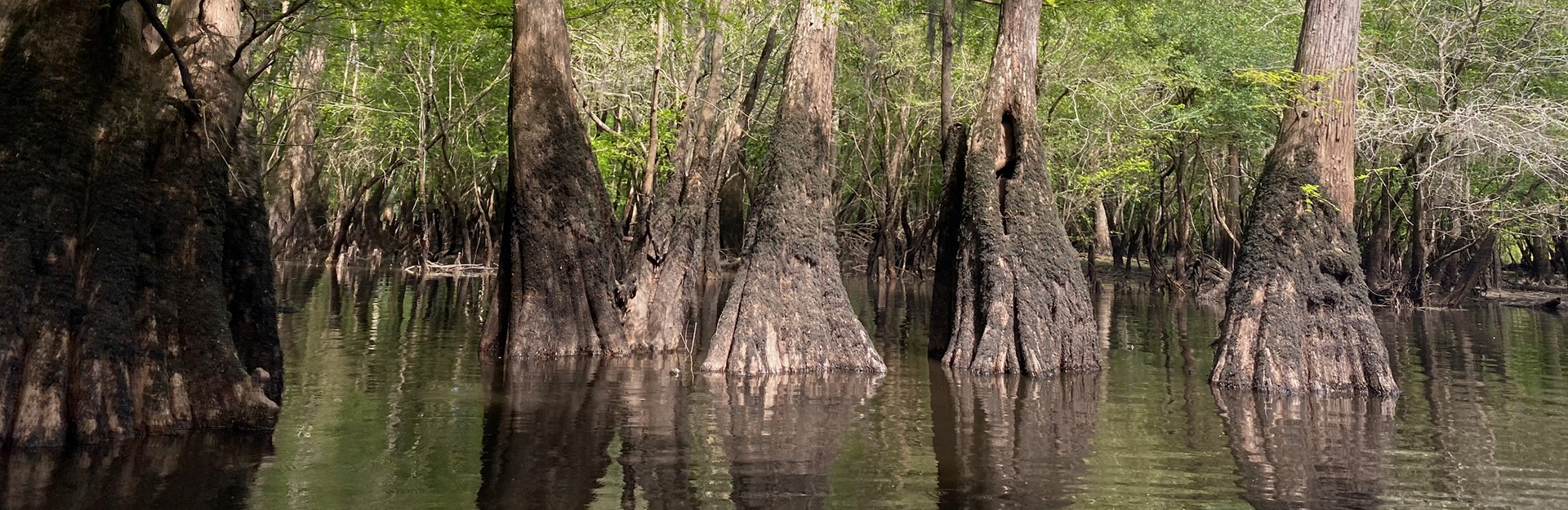 typical salt marsh tidal creek system in south carolina