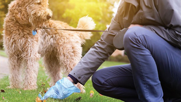 dog on a leash while owner picks up waster