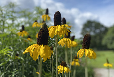 beautiful yellow flowers in bloom