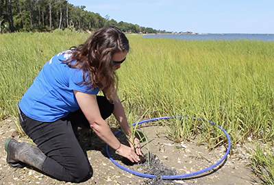 lady planting sea grass in the shoreline