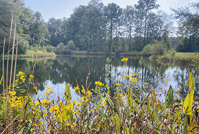 flowers in bloom by stormwater ponds