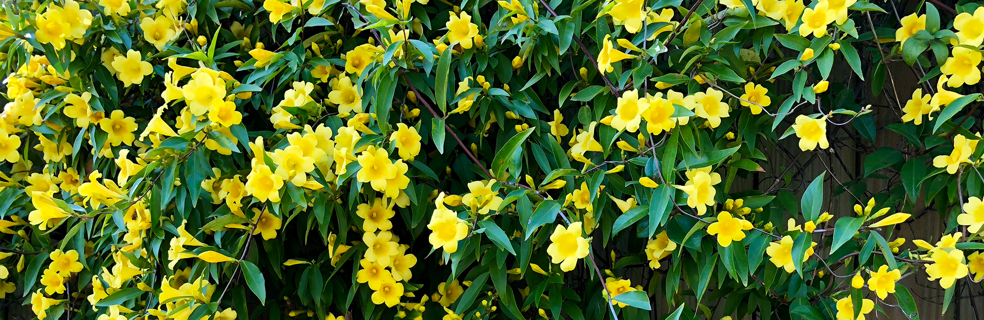 Carolina Jessamine