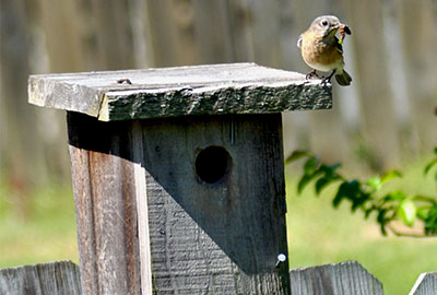 bluebird sitting on a bird house