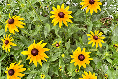 Rudbeckia